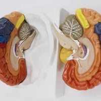 Modelo de cerebro zonificado por colores