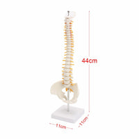 Modelo anatomia de columna vertebral humana con Pelvis 
