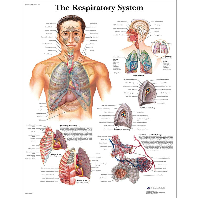 Póster anatomía Humana para consultorios PII