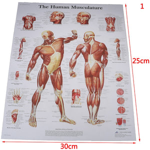 Poster Anatomia humana