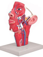 Modelo anatomía cabeza sistema nervioso
