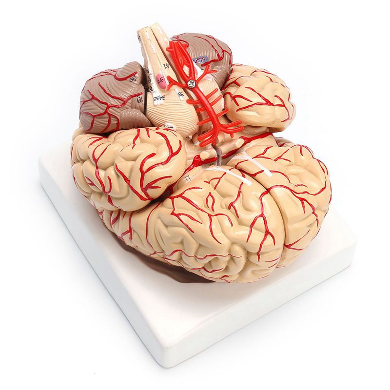 Modelo Anatomico Cerebro Humano escala 1:1 