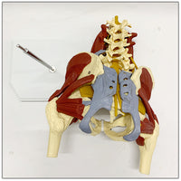 Vertebras lumbares- pelvis con músculos
