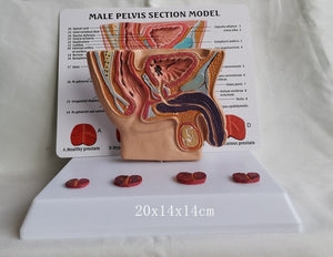 Pelvis masculina con vejiga y prostata