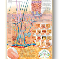 Póster Anatomía y enfermedades humanas 