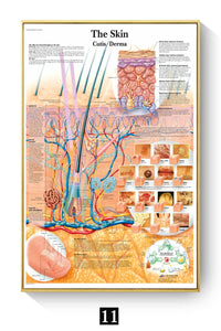 Póster Anatomía y enfermedades humanas 