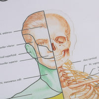 Poster Anatomia humana
