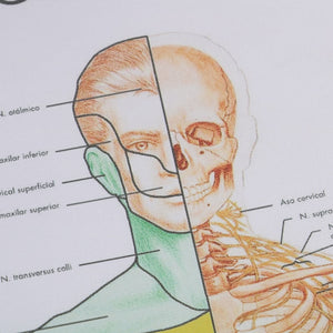 Poster Anatomia humana