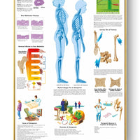 Póster Anatomía y enfermedades humanas 