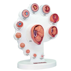 Modelo de crecimiento Fetal 4D 21piezas