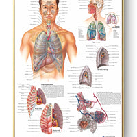 Póster Anatomía y enfermedades humanas 