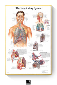 Póster Anatomía y enfermedades humanas 