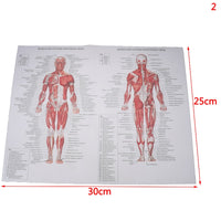 Poster Anatomia humana
