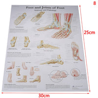 Poster Anatomia humana
