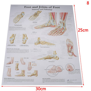 Poster Anatomia humana