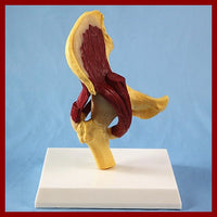 Modelo de  articulación de cadera humana
