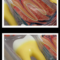 Modelo de estructura de dientes/molares humanos 4D.