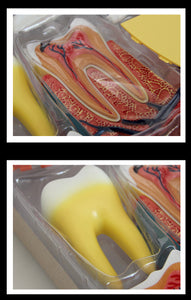 Modelo de estructura de dientes/molares humanos 4D.