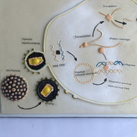 Póster Modelo de crecimiento y reproducción del VIH, 