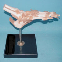 Modelo Ligamento articular del pie humano de tamaño real