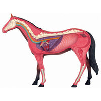 Anatomía de caballo de visión 4D
