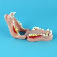 Anatomia Patologia dental canina
