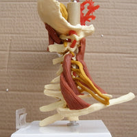 Vértebras  cervicales del cuello 