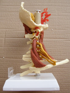 Vértebras  cervicales del cuello 