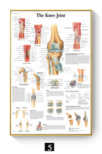 Póster Anatomía y enfermedades humanas 