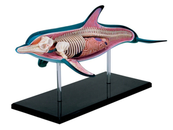 Modelo anatómico de delfín en 4D