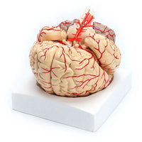 Modelo Anatomico Cerebro Humano escala 1:1
