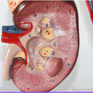 Anatomía del sistema urinario geomolecular (3 PIEZAS)