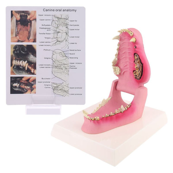 Modelo de anatomía dentadura canina