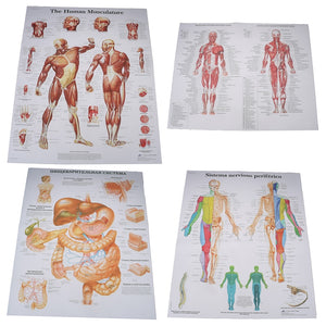 Poster Anatomia humana