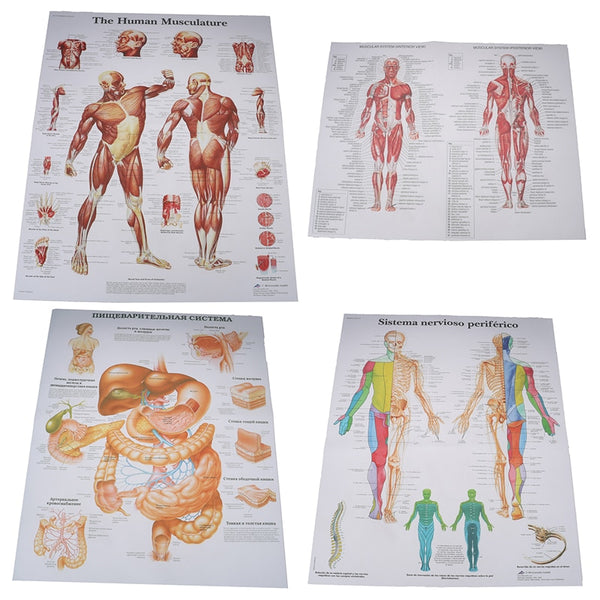 Poster Anatomia humana