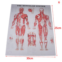 Poster Anatomia humana
