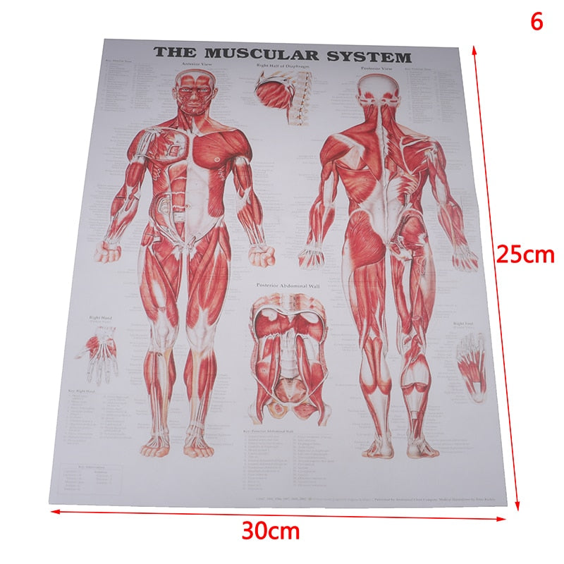 Póster Anatomía Humana P1