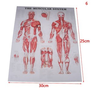 Poster Anatomia humana