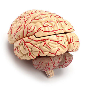 Modelo Anatomico Cerebro Humano escala 1:1