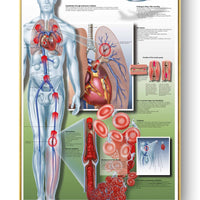 Póster de patologías humanas 