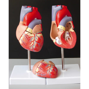 Modelo anatomico de modelo de corazon humano (Ensamblable)