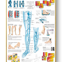 Póster de patologías humanas 