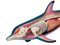 Modelo anatómico de delfín en 4D
