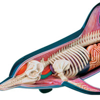 Modelo anatómico de delfín en 4D