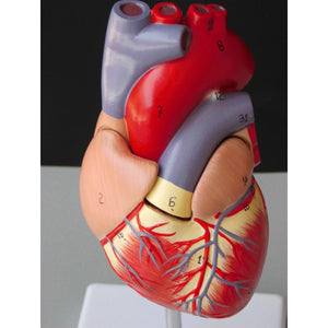 Modelo anatomico de modelo de corazon humano (Ensamblable)