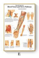 Póster de patologías humanas 
