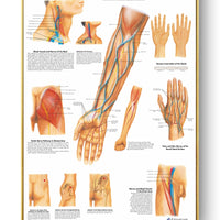 Póster de patologías humanas 