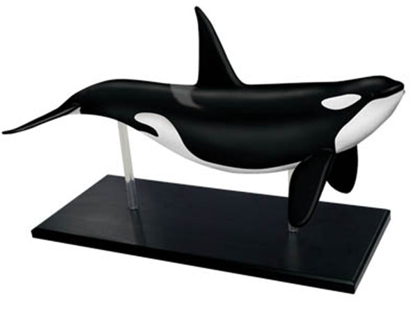 Modelo anatómica ballena en 4D