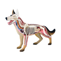Modelo Anatomico 4D perro.
