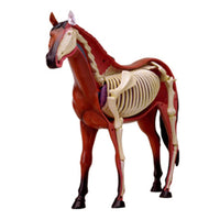 Anatomía de caballo de visión 4D
